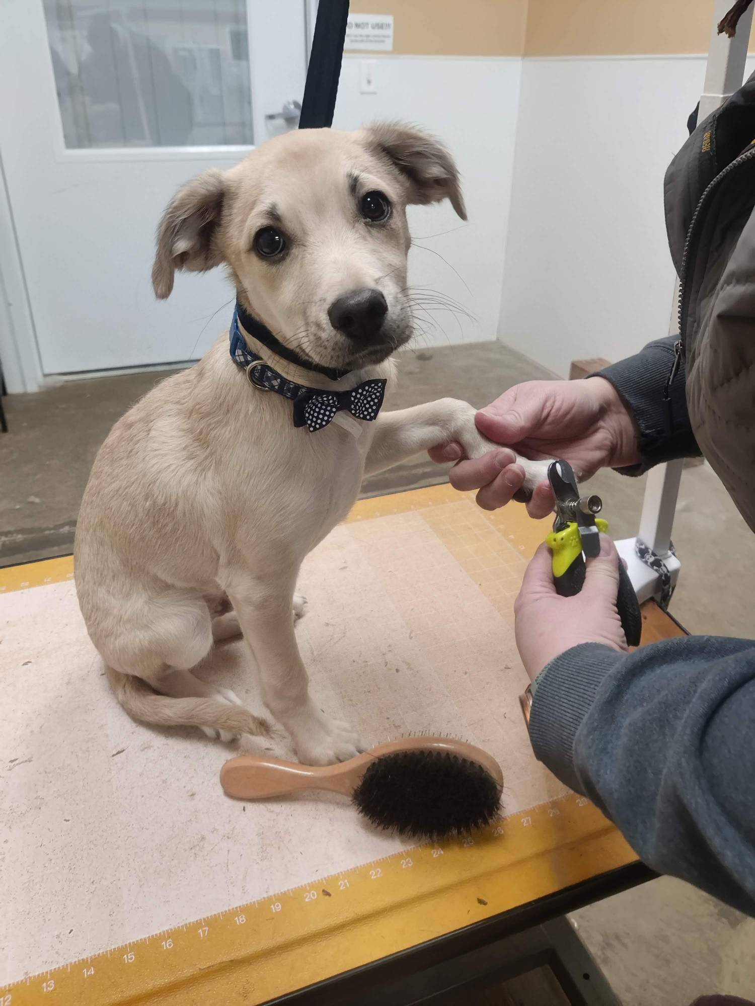 p-p-s-kylo-on-grooming-table