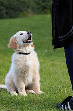 puppy-2